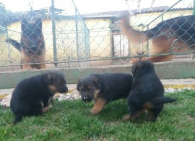 viberimage202103262107271616838834