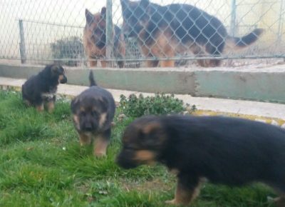 viberimage202103262107301616838835