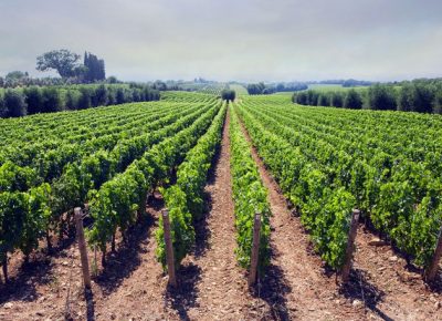 vinograd280715tw6301615047370