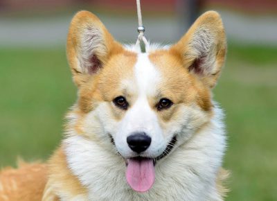 10WelskiKorgiPembrok1619539171