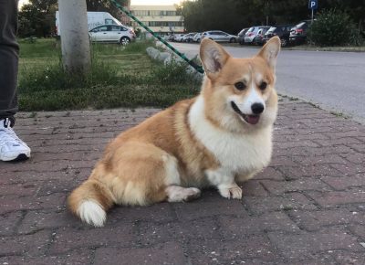 1172996208963928175500595890189987220212204n1619454245