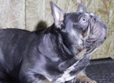 15084662728570390212317868235881599327285677n1619450785