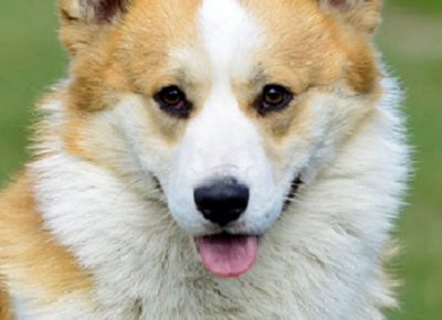 1WelskiKorgiPembrok1619539085