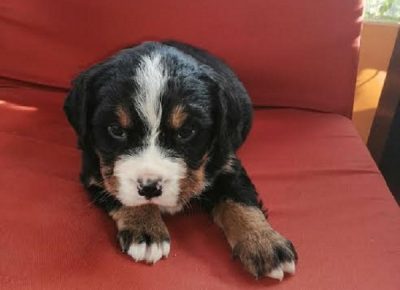 3Bernskiplaninskipas1619012125