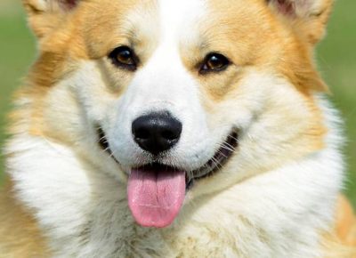 3WelskiKorgiPembrok1619539098