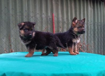 3nemackiovcar1619686863