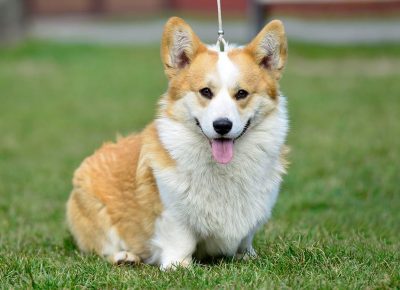 4WelskiKorgiPembrok1619539106