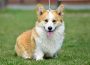 4WelskiKorgiPembrok1619539106