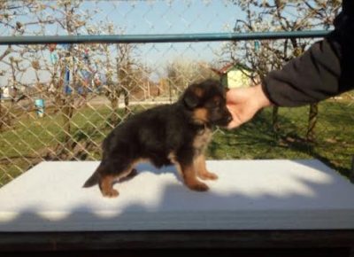 4nemackiovcar1617799167