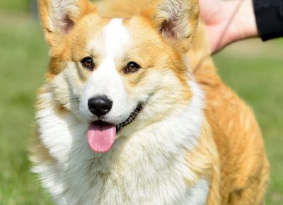 5WelskiKorgiPembrok1619539113