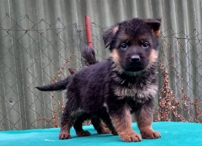 5nemackiovcar1619686876