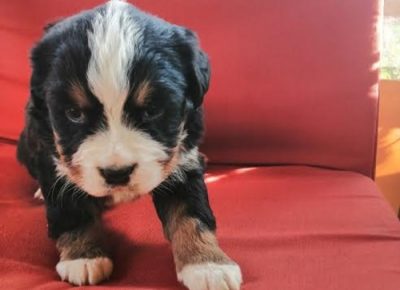 6Bernskiplaninskipas1619012145