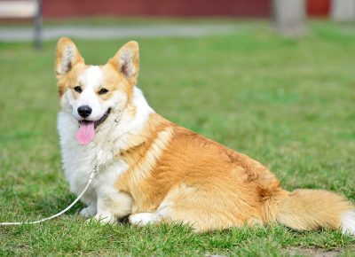 6WelskiKorgiPembrok1619539121