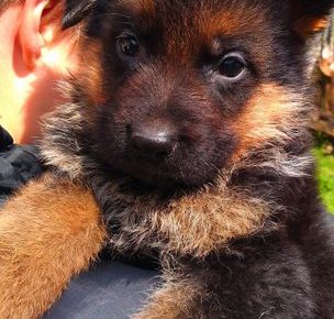 6nemackiovcar1619686882