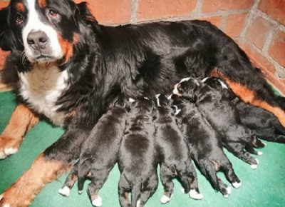 7Bernskiplaninskipas1619012152