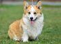7WelskiKorgiPembrok1619539128