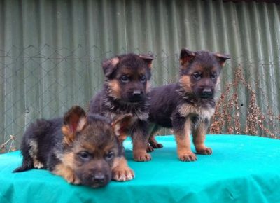 7nemackiovcar1619686888