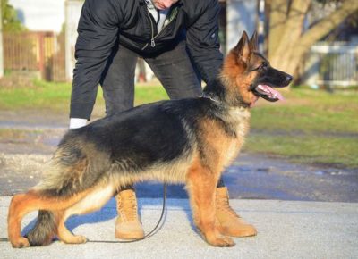 8nemackiovcar1619686895