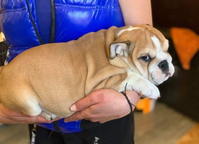 Ebullenka11618757919