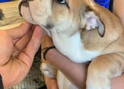 Ebullenka21618757919