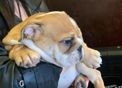 Ebullenka31618757918