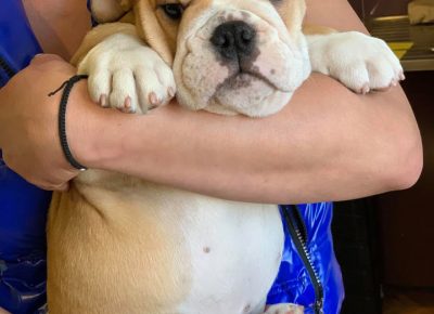 Ebullenka41618757919