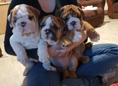 Englbulglavna1617706414