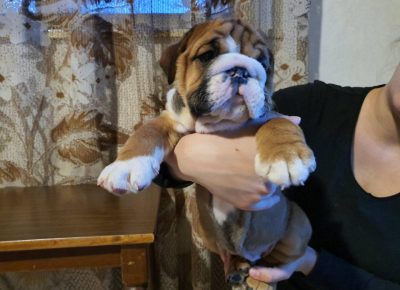 Englebull21617706413