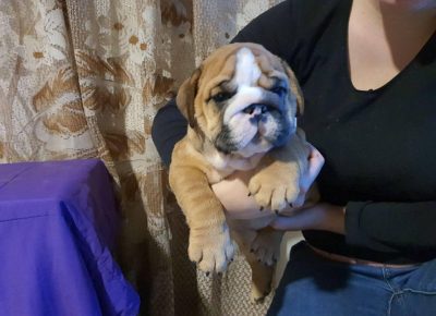 Englebull31617706413