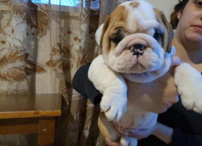 Englebulll61617706412