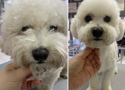 SalonzasisanjekucnihljubimacaDorcol(1)1619441166