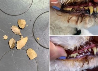 SalonzasisanjekucnihljubimacaDorcol(11)1619441167