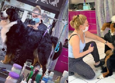 SalonzasisanjekucnihljubimacaDorcol(13)1619441168