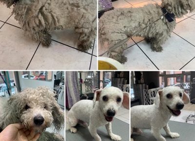 SalonzasisanjekucnihljubimacaDorcol(3)1619441167