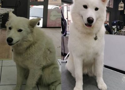 SalonzasisanjekucnihljubimacaDorcol(4)1619441167