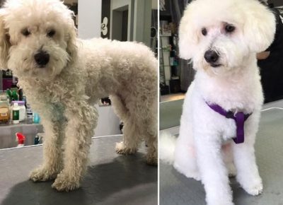 SalonzasisanjekucnihljubimacaDorcol(5)1619441166