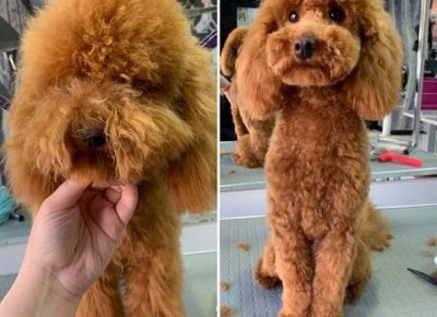 SalonzasisanjekucnihljubimacaDorcol(6)1619441166