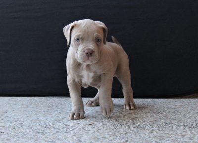 abuliliclac41619629749