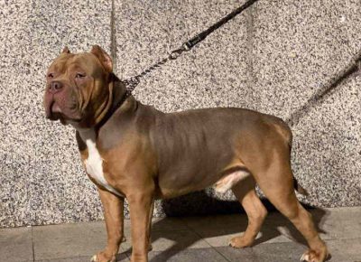 abulililac11619629748