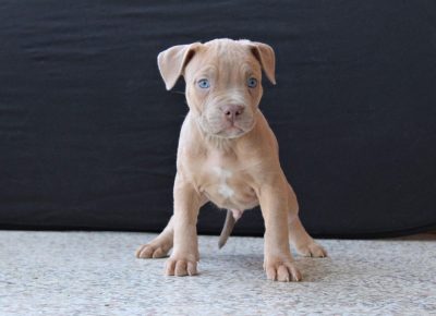 abulililac31619629749