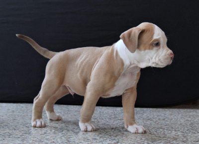 abulililac51619629750