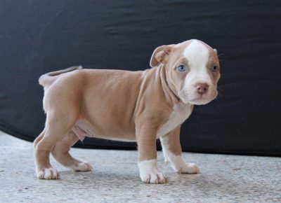 abulililac61619629749