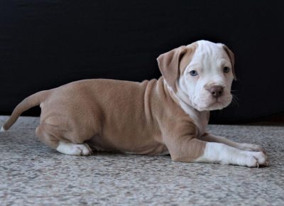 abulililac71619629749