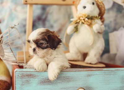 acošiicu61618161534