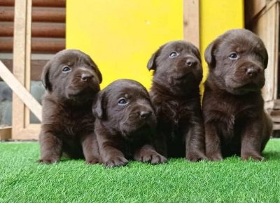 aleksalab21619792163