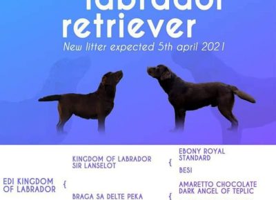 aleksalabr11619792162