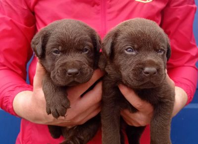 aleksalabr51619792162