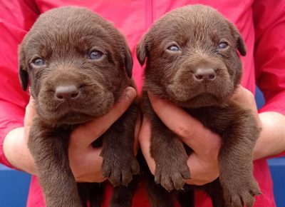 aleksalabr61619792162