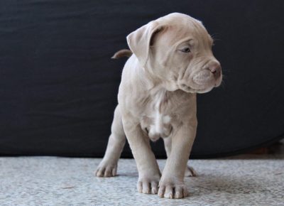 alilacbuli21619629748