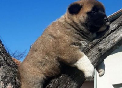 americkaakita011618578644